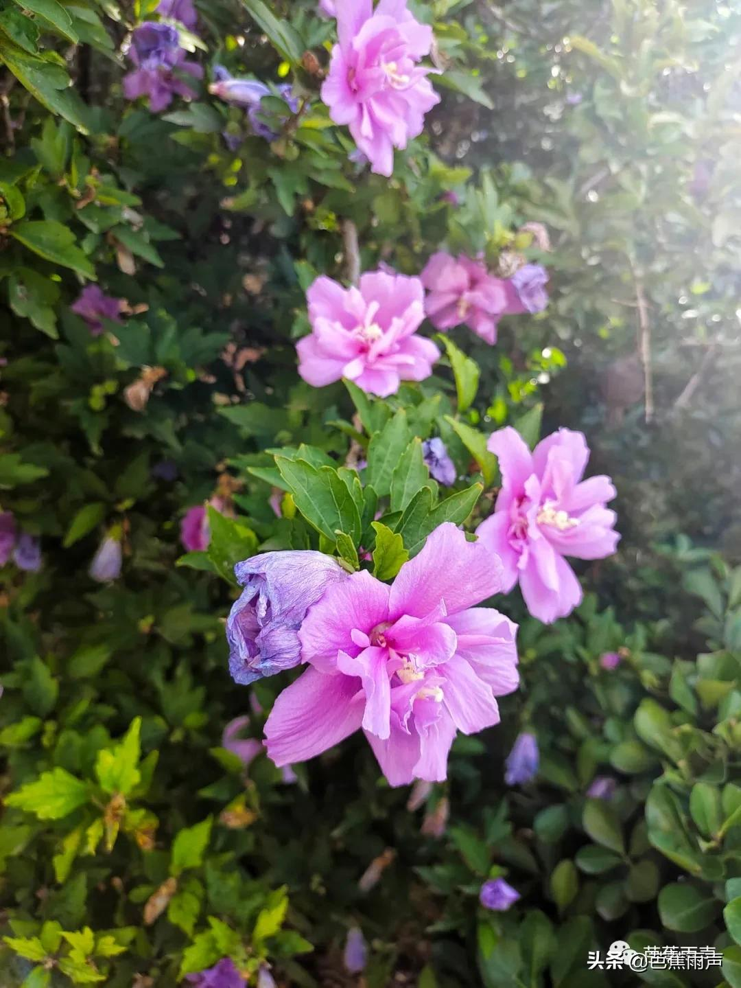 秋花冉冉，微风凉