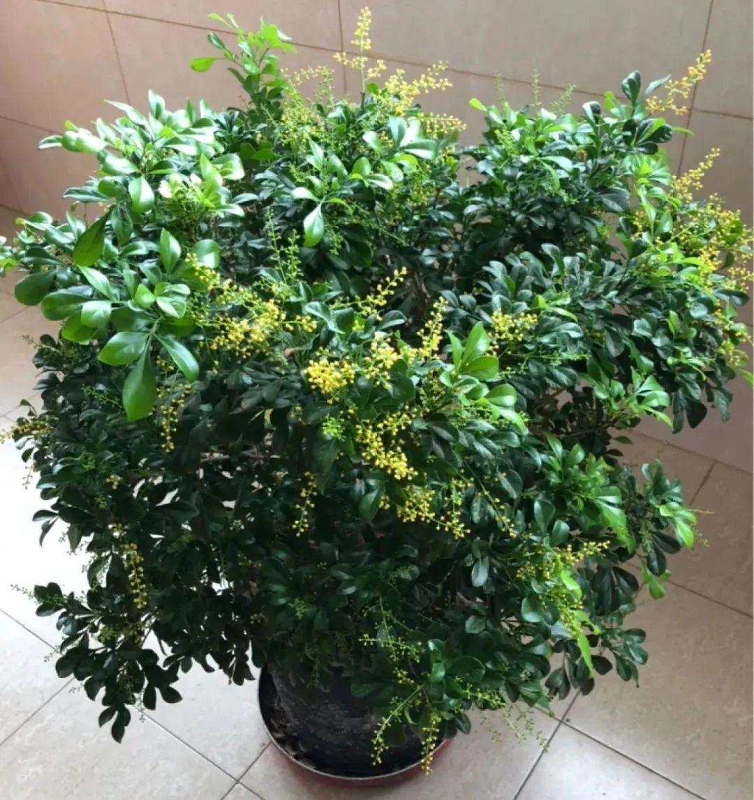 10种花,冬天喝水不能断,湿润过冬才能绿油油