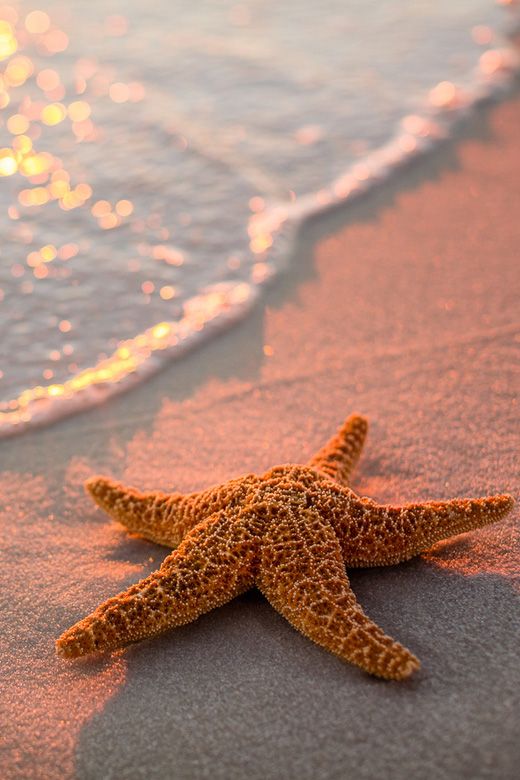 一个神奇的海星