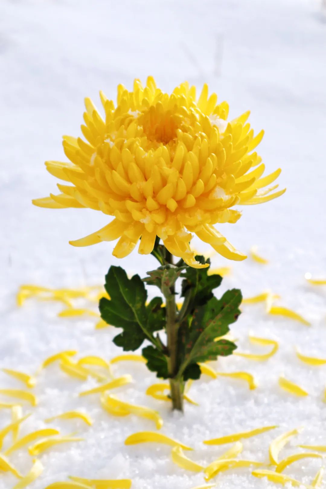 怀德学院“心怀正气 尚德倡廉”文化作品展