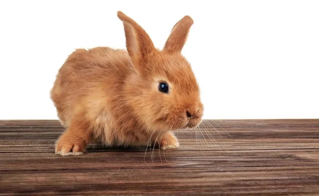 2021年属兔人幸运数字 属兔的人的吉祥车牌号_达一风水网