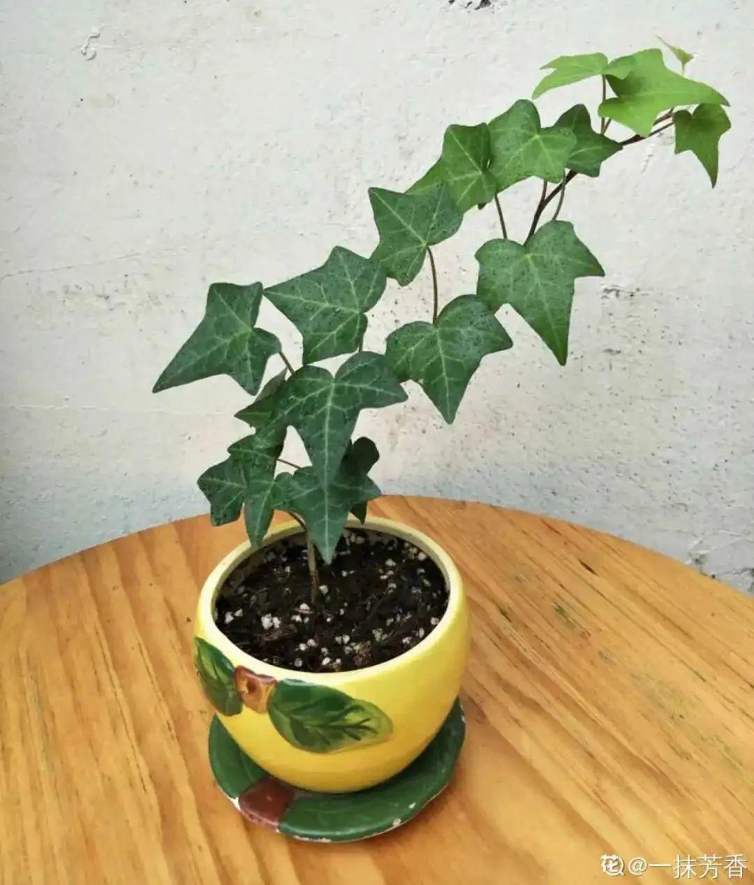 6种花特耐阴,光照不好也能养好,适合北阳台