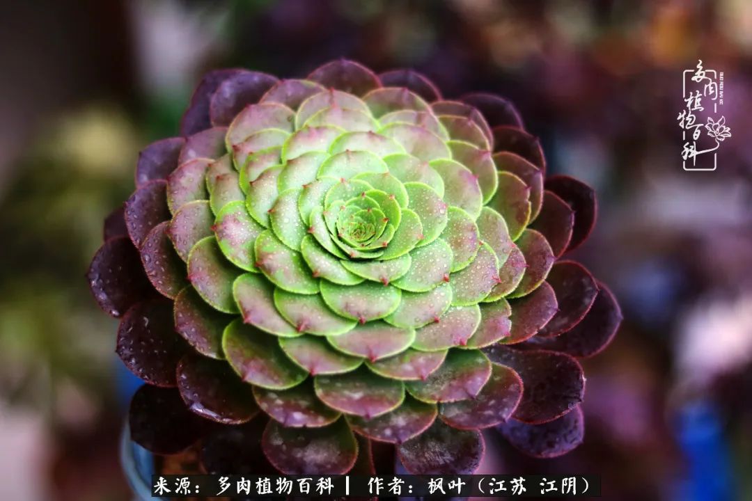 夏天的多肉除了绿就是丑,法师也在这个漫长的雨季中越来越丑.