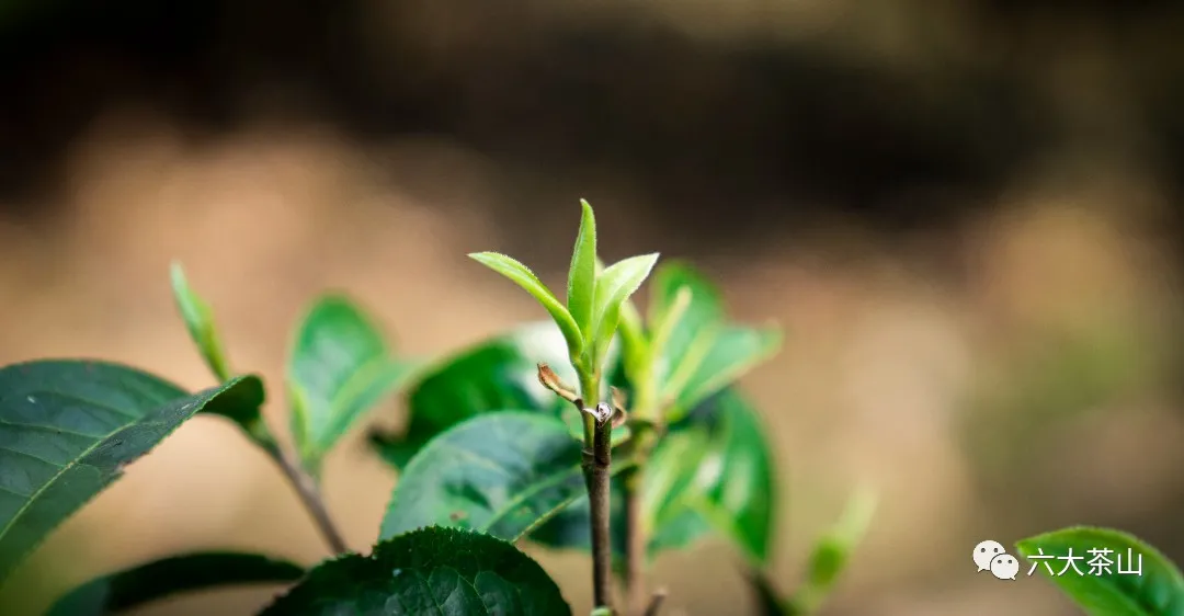 普洱茶的“鲜爽”为何备受茶友们的热烈追捧?