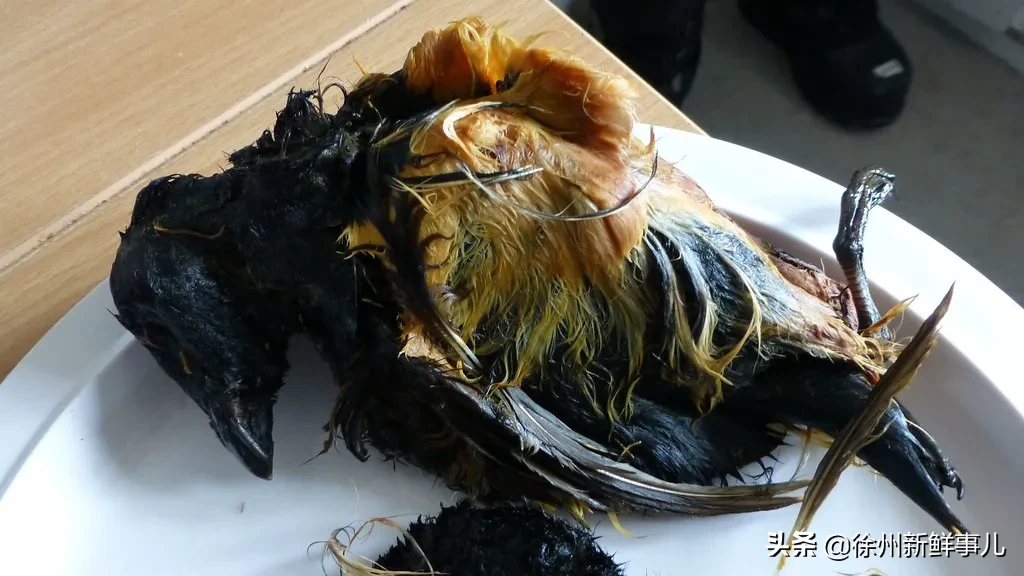 企鹅肉到底什么味,蘸老干妈会更好吃吗?
