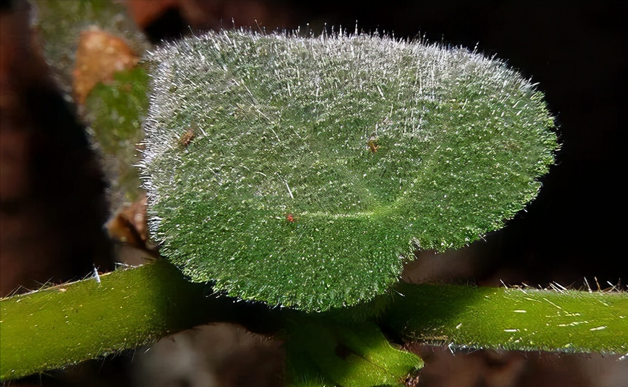 认识植物界的“六大毒树”，看到“绕道走”，涨姿势不吃亏