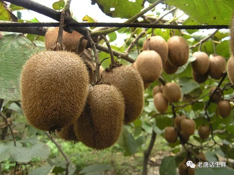 「溯源」徐香猕猴桃为何叫“徐香”？