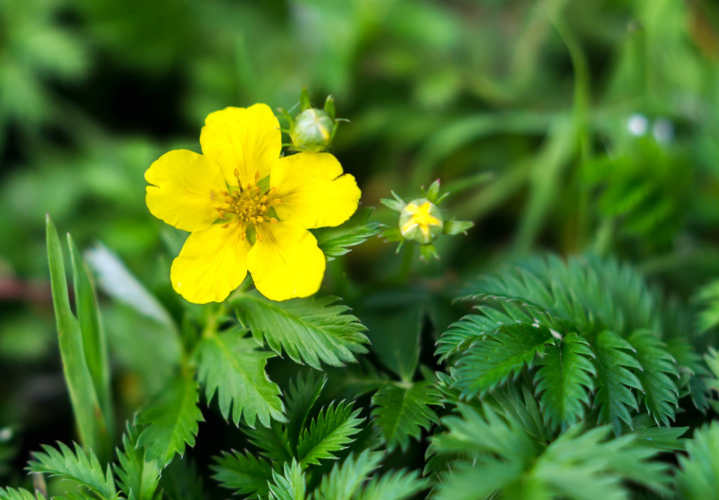 西藏人参果简介与常见做法——蕨麻