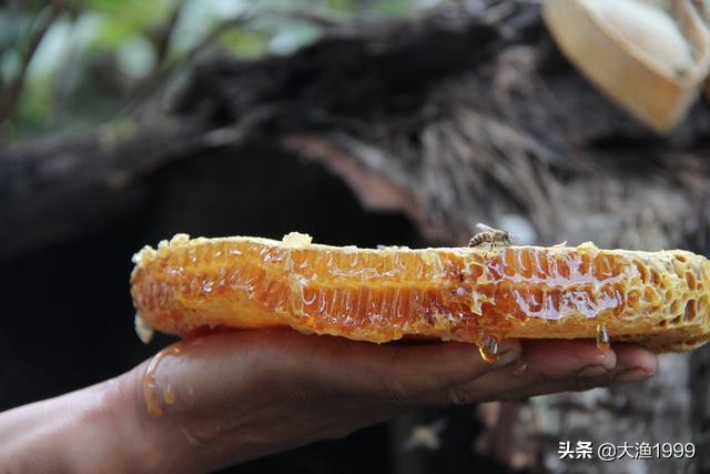 寻找最天然蜂蜜：到云南维西傈僳山寨品尝百花野蜂蜜