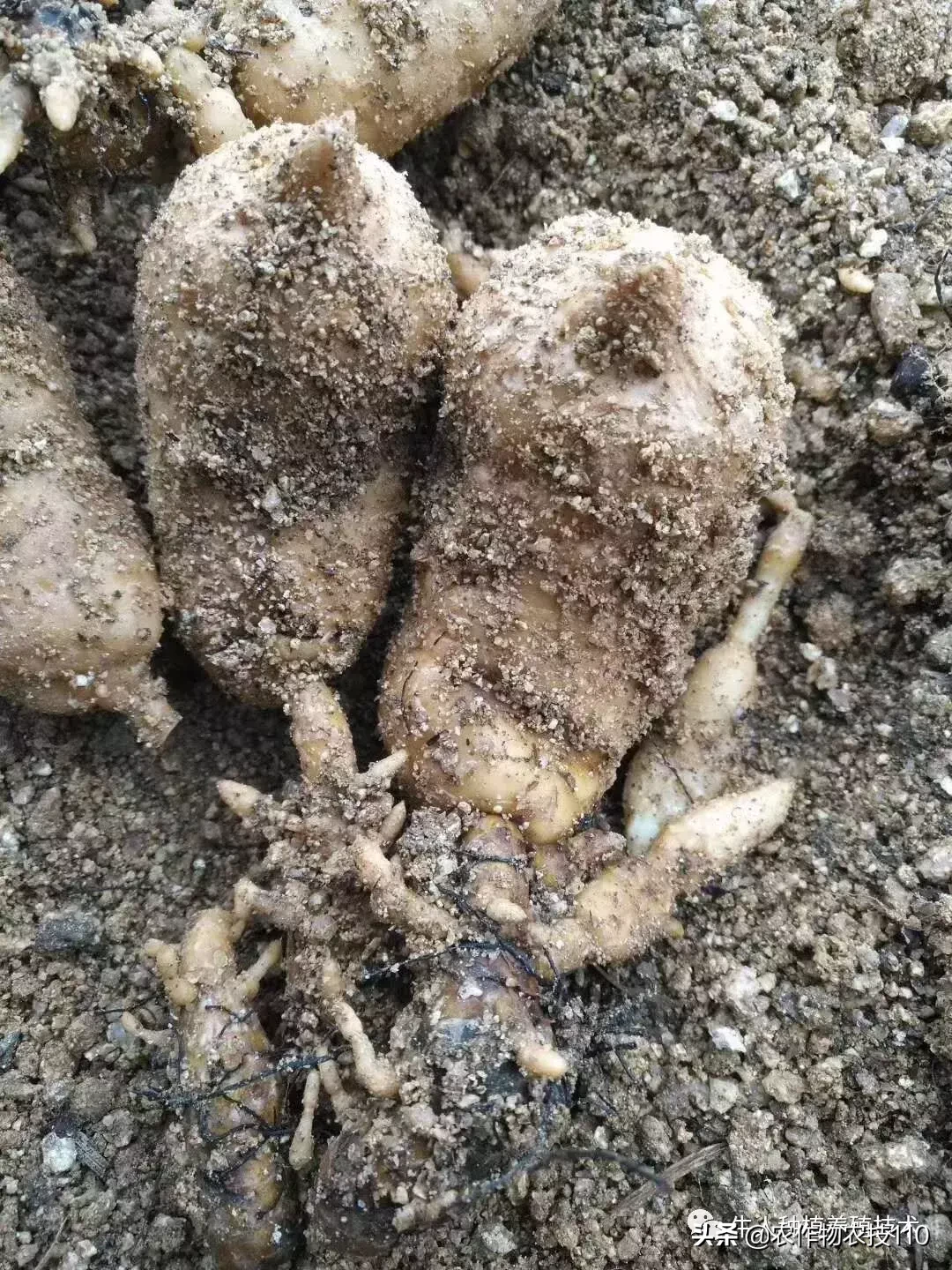 种植仿野生天麻为什么收益那么高?