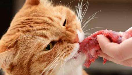 猫咪能吃的5种肉和不能吃的3种肉，你知道吗？