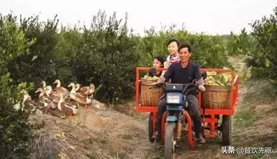 全国最贵的陈皮有多贵?50克一万元