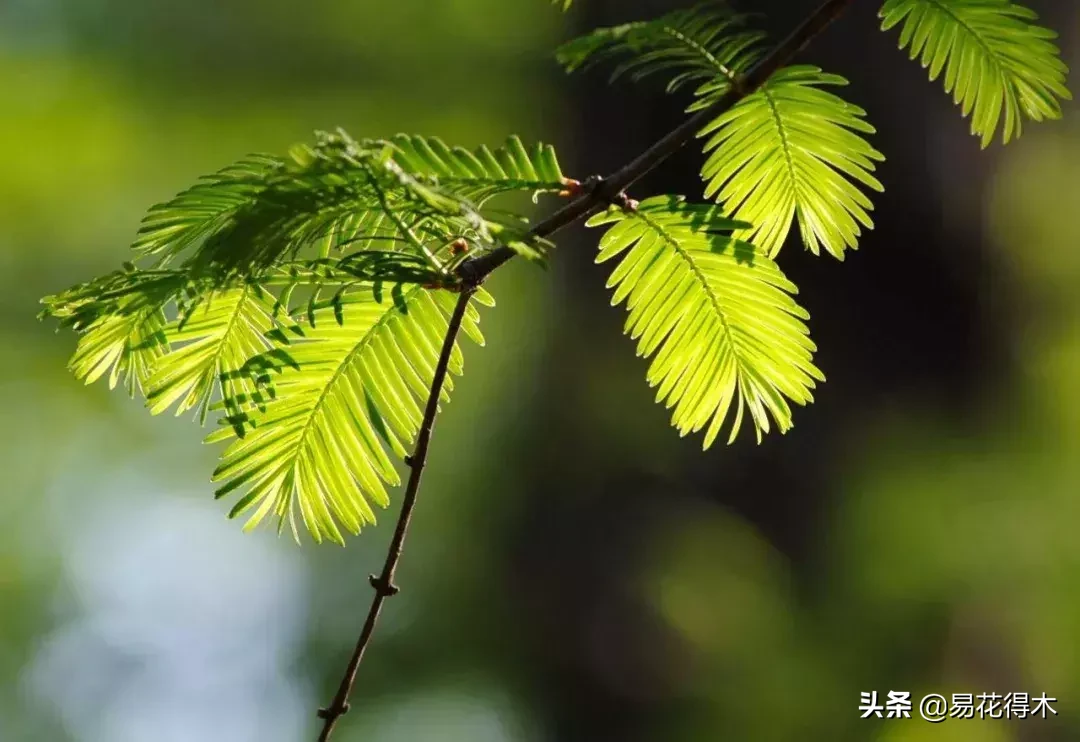 国家一级保护濒危珍稀植物:水杉