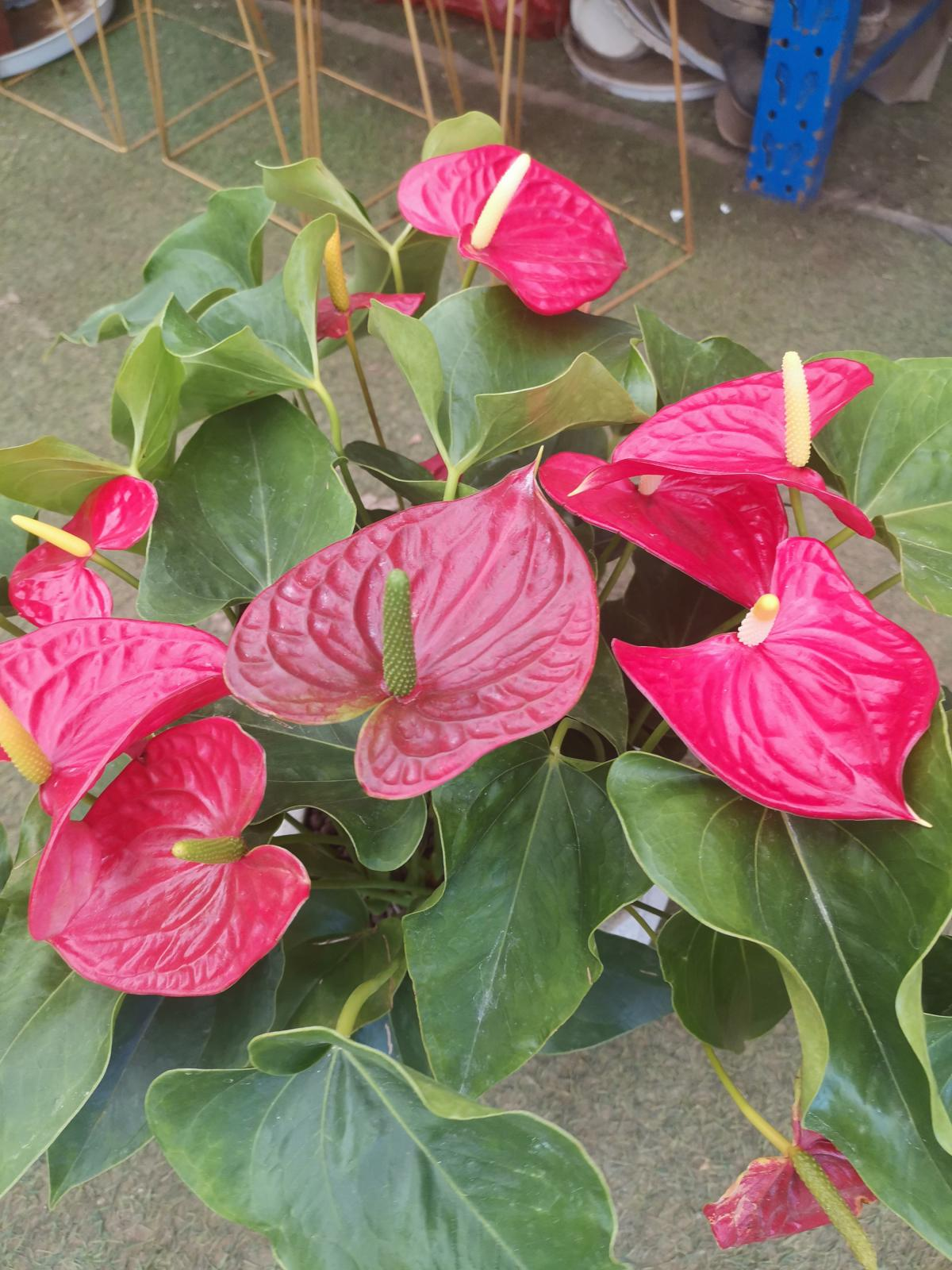 卧室放3类盆栽植物，改善空气，平时睡觉更舒心