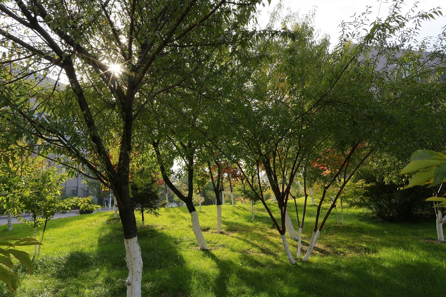 辽宁科技学院：漫步校园处处景