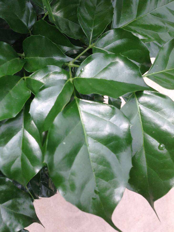 幸福树新芽萌发时,做好这三件事,新叶翠绿油亮!