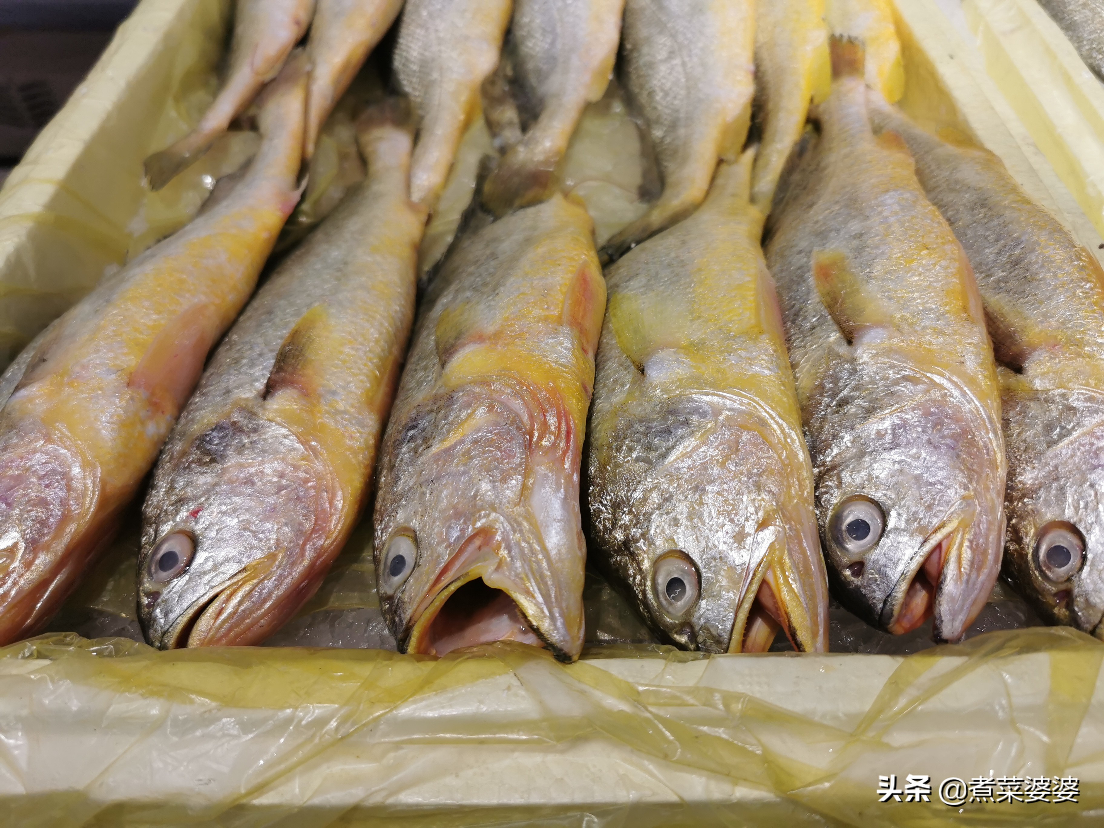 都是野生海魚市場上賣的海魚哪些是野生的