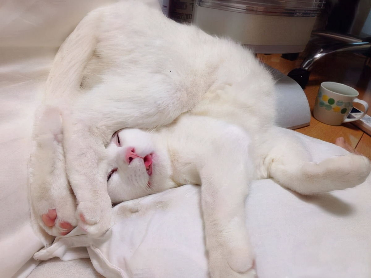 猫咪过得“滋润”的7大表现，你家有吗？