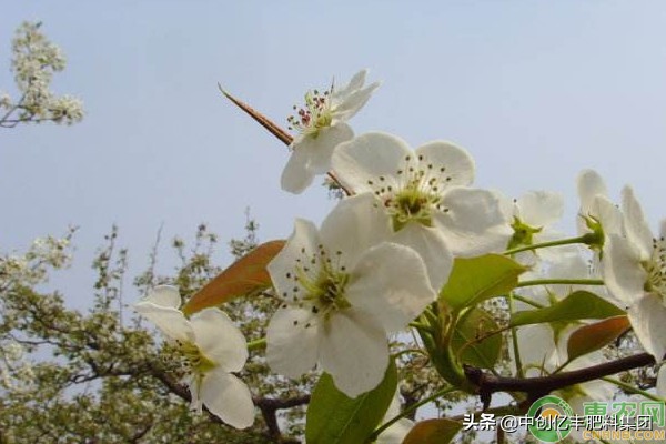 梨花几月开放时间（干货分享梨花的开花季节）