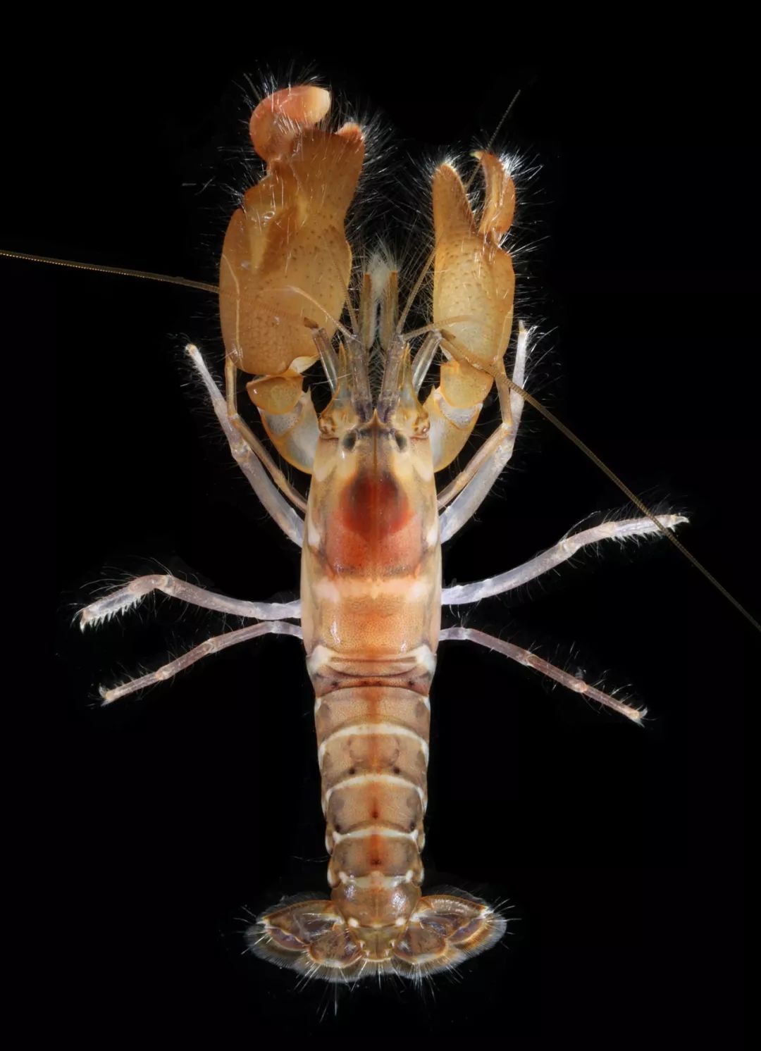 身怀绝技的海里小生命小东西