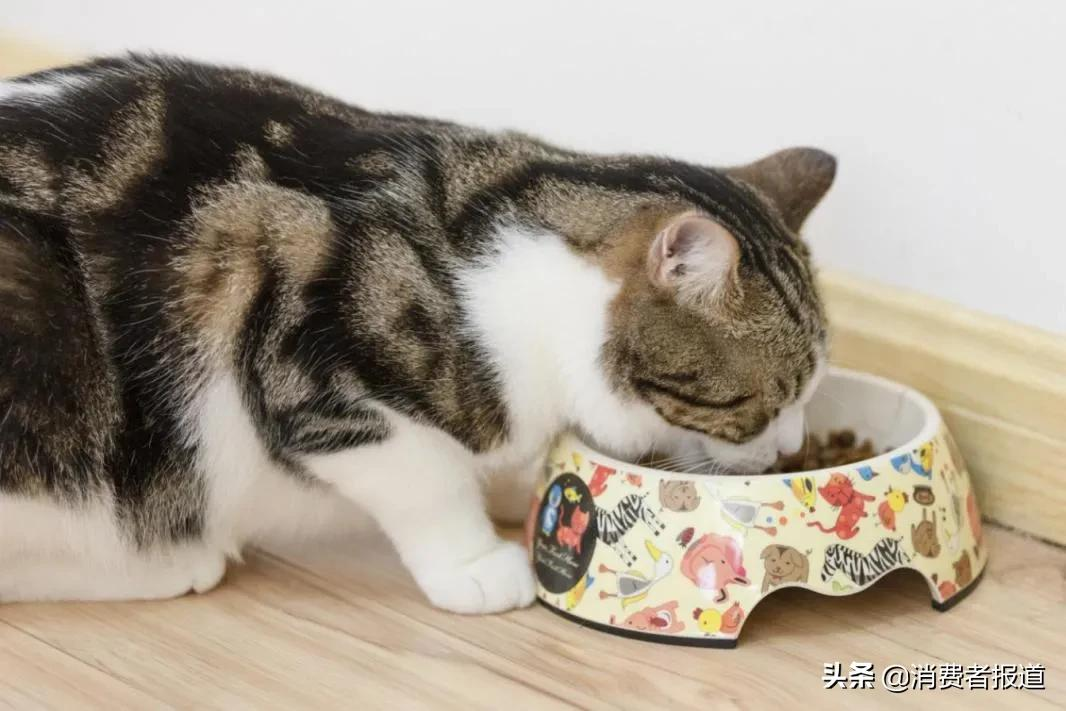 14款猫粮测试：珍宝粗蛋白不达标；皇家、冠能、喜跃等4款钙磷比欠佳