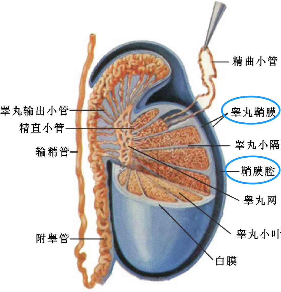 孩子1岁后，这个私处异常情况仍不消失，需及时就医