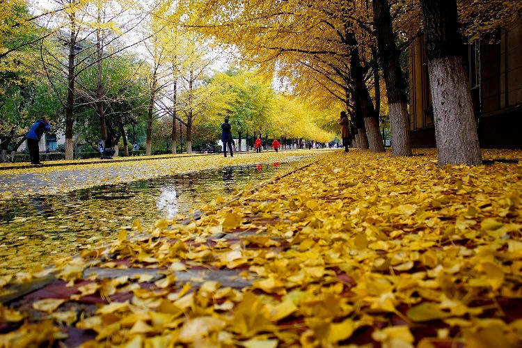 辽宁大学文化景观：银杏路
