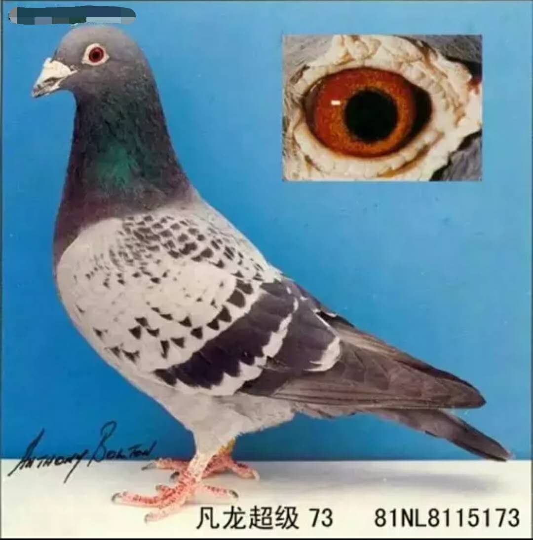 世界名鸽赏析---十二