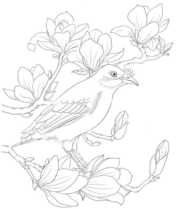 黑白花鸟线描100例第四篇