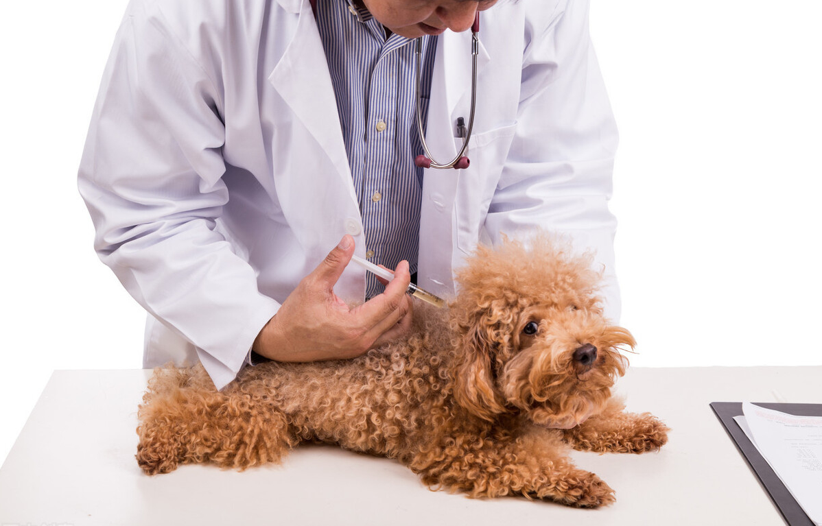 贵宾犬价格高低不一,都是这6个因素决定的