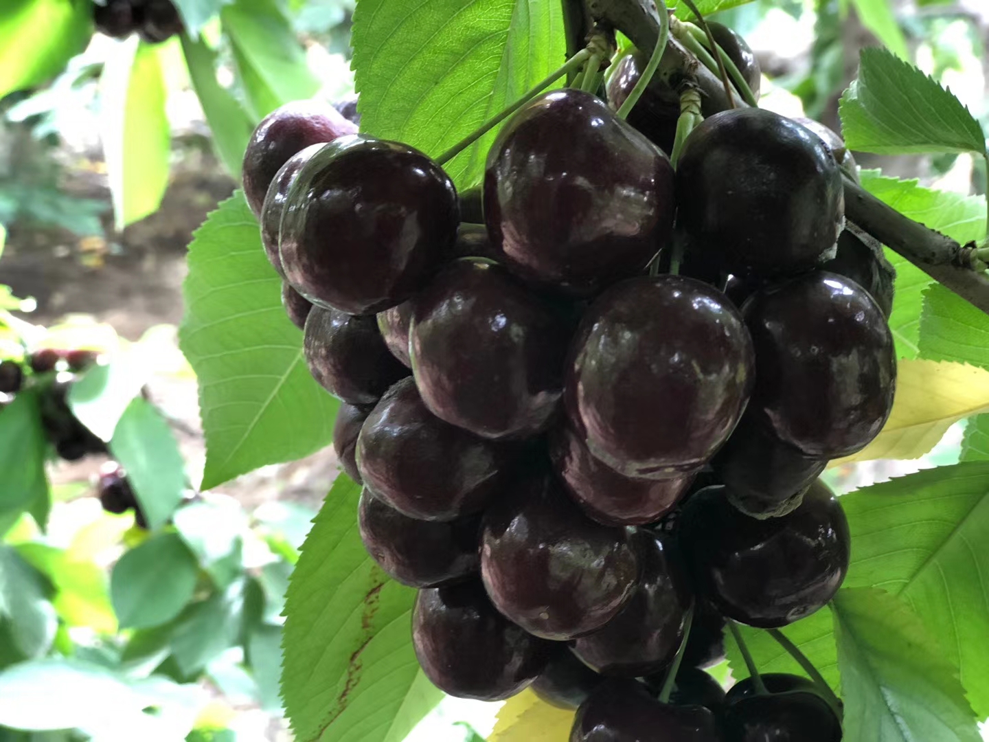 车厘子进入我国已经150年了，150年来，它都经历了什么？