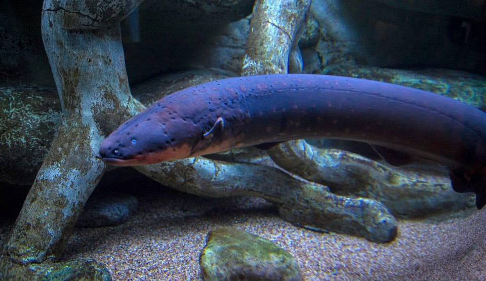 "水中高压线"电鳗,最大放电量超过600伏,是否足以把人电死?