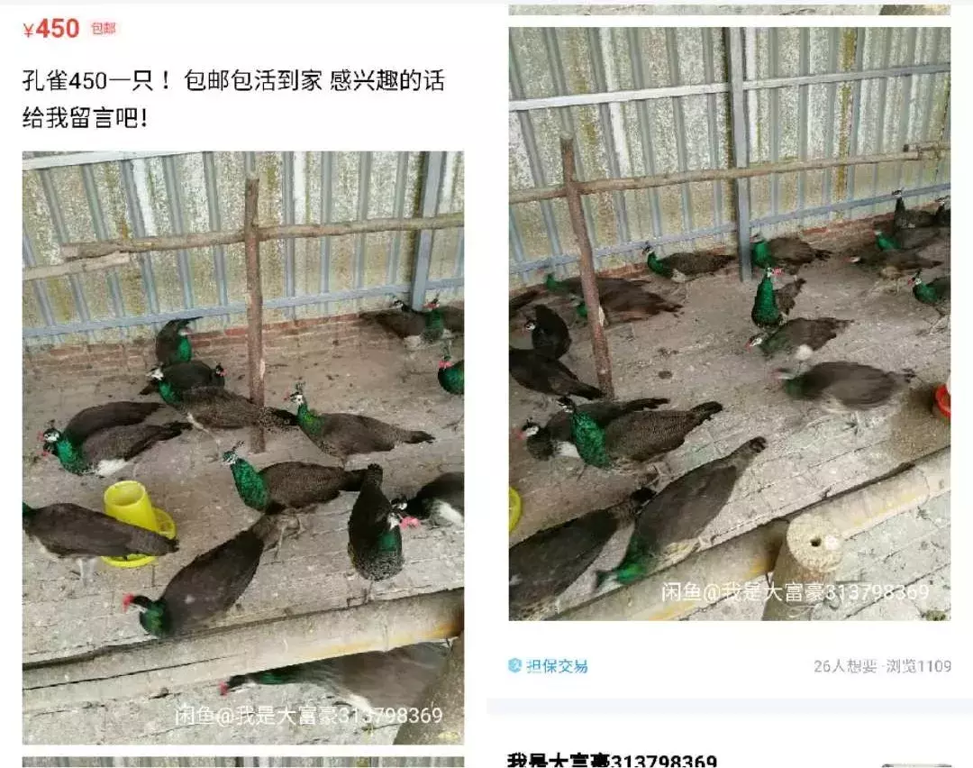 卖女性内裤、活体动物、京牌出租，咸鱼的路子有多野