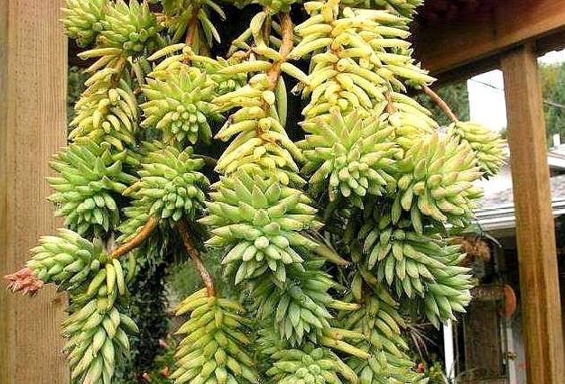 玉珠帘多肉怎么养经验分享专业回答