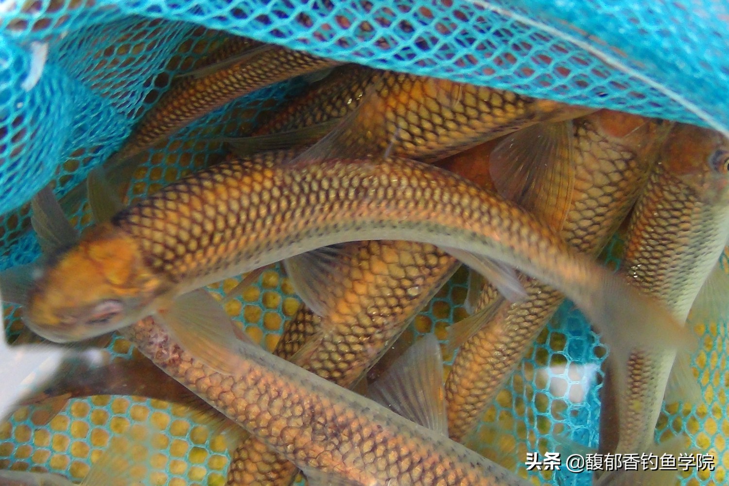 中国五大贡鱼图片