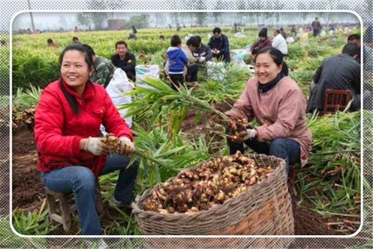 2021年选择在农村搞种植，种什么成本低、利润高、稳赚不赔？