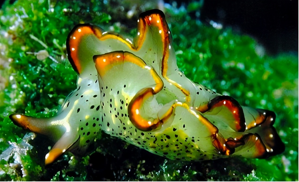 突破人类认知，这种动物扭断了自己的脑袋，重新长出心脏和躯体