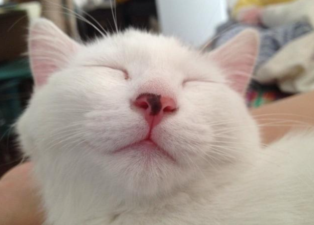 猫咪鼻子干燥怎么办？正确护理方法分享