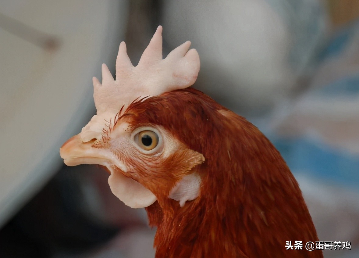 1分鍾了解5種雞寄生蟲感染的症狀和用藥，農村養雞人做好防治