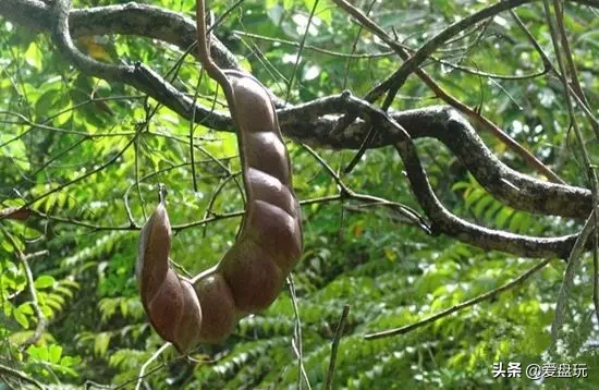 好看又不贵，但拉风！这17种小众手串，你玩过几种