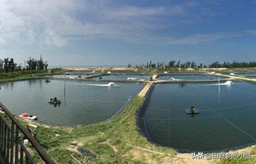 淡水蝦養殖,淡水蝦養殖成本與利潤