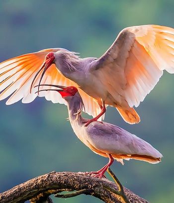 盘点世界各国的国宝动物；韩国的韩国虎、日本的朱鹮