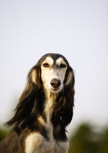 萨路基猎犬的图片（萨路基猎犬的具体特征介绍）