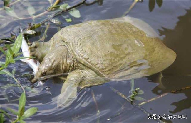 水鱼吃什么食物好养活（详解甲鱼的生活习性）