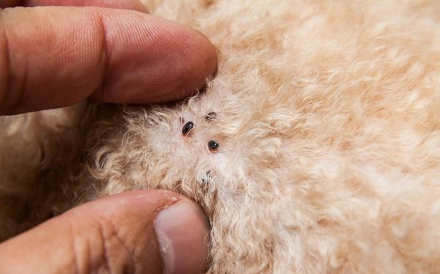 方法1,泡在水里想知道狗狗身上是否有虫子,其实可以按照以前老祖宗的