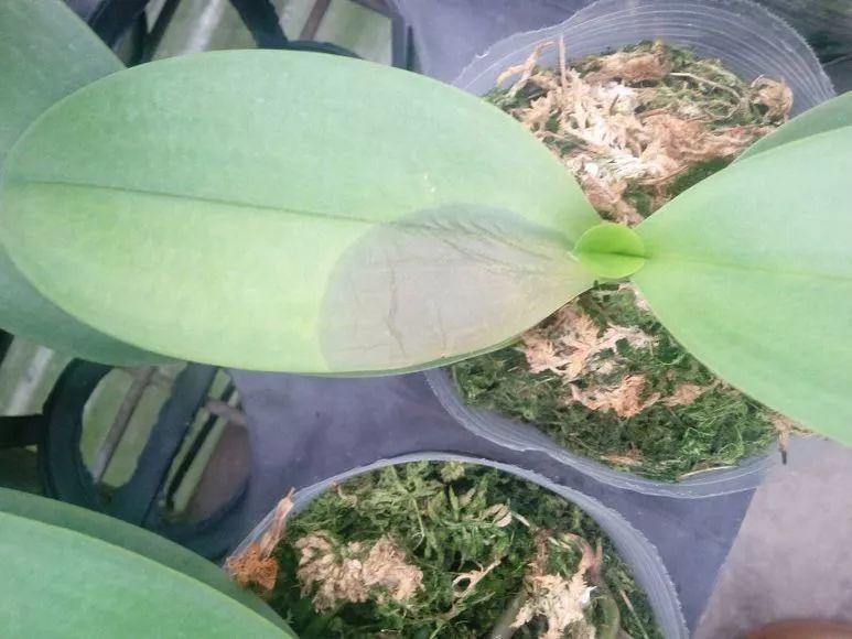 养杜鹃花关键在浇水上，学一招，省事还不用担心烂根！