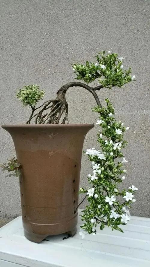 六月雪的养殖方法和注意事项 -骁龙网