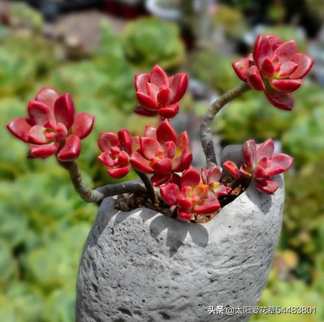 多肉冬美人和姬胧月,好养又漂亮的肉肉,我更倾向于冬美人