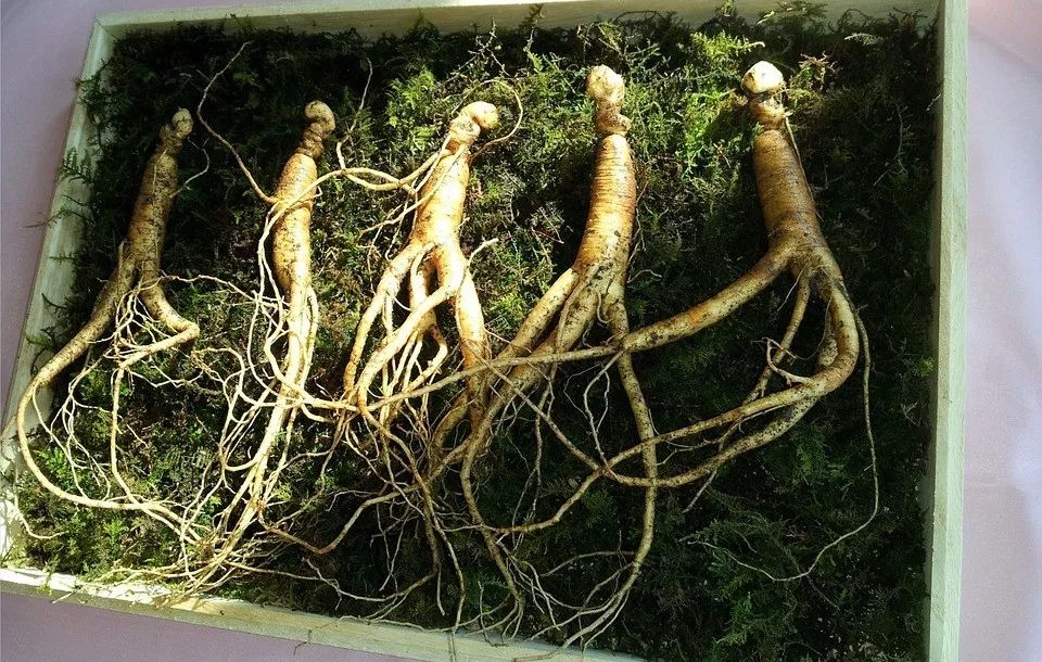 曾国藩养生秘诀：五大养生观保养有术