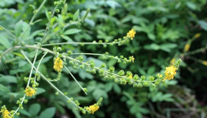 龙头草功效与作用-我的快乐小窝